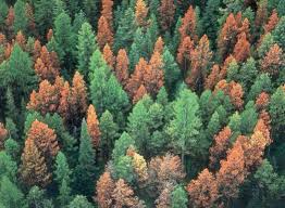 Bark beetle beginnings in a forest